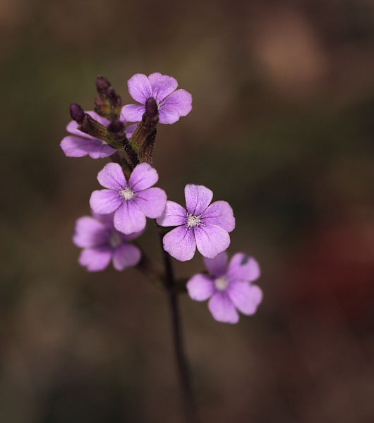 common bluehearts
