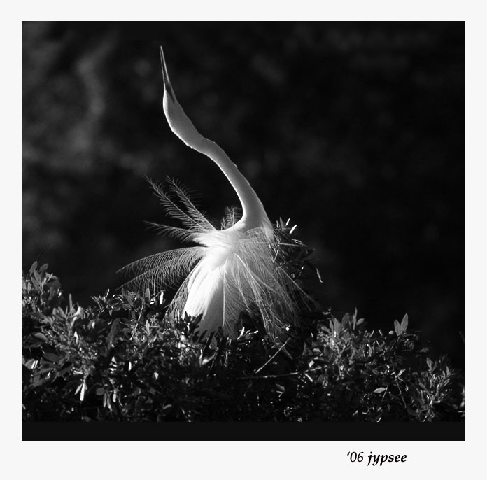 great egret stretch display