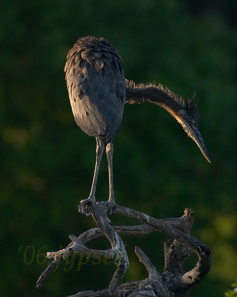 juvenile great blue heron at the top of the rookery