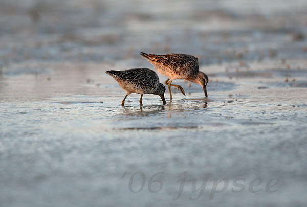 red knots feeding in the flats