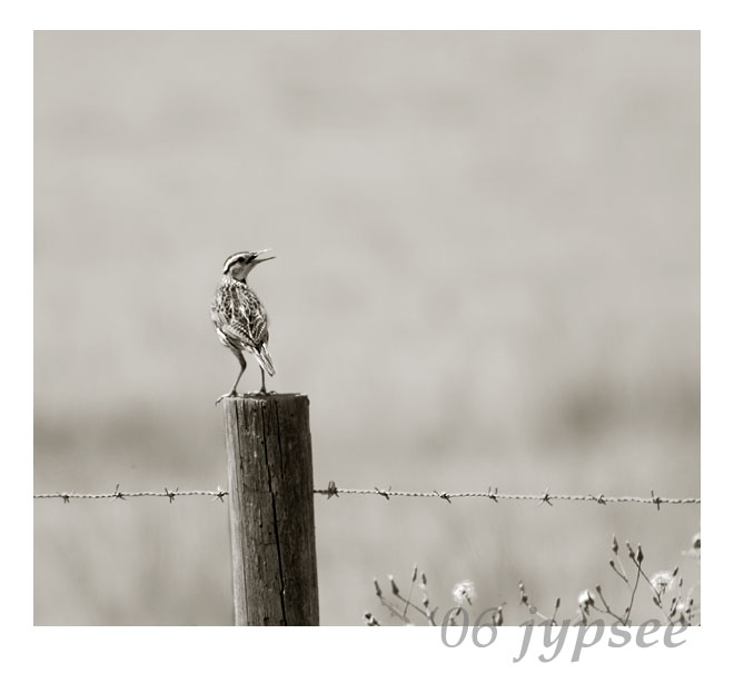 meadowlark in the hot afternoon sun
