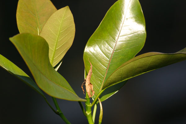 leaves