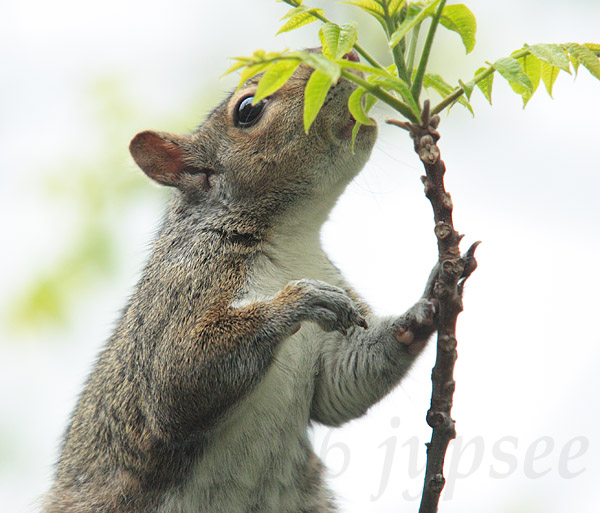 no wonder I dont have any black walnuts