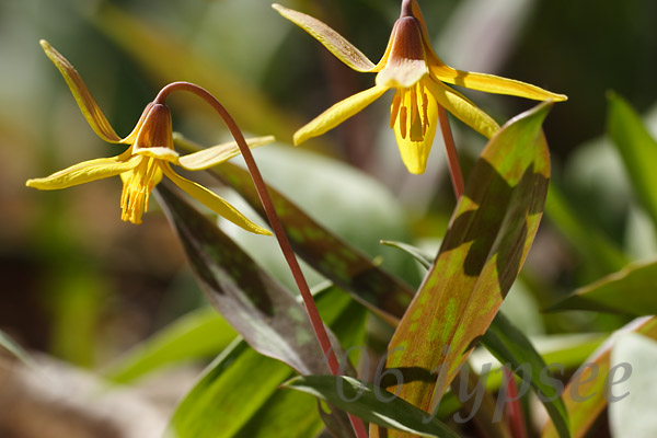 troutlily