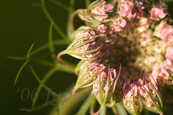 pink phase of queen annes lace