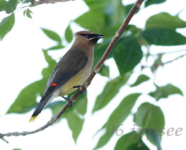 cedar waxwing
