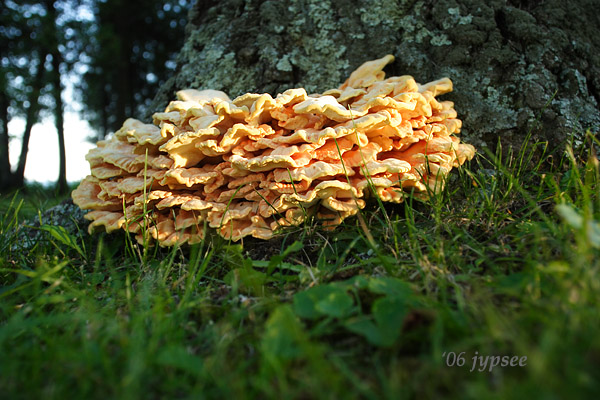 sulphur shelf mushroom