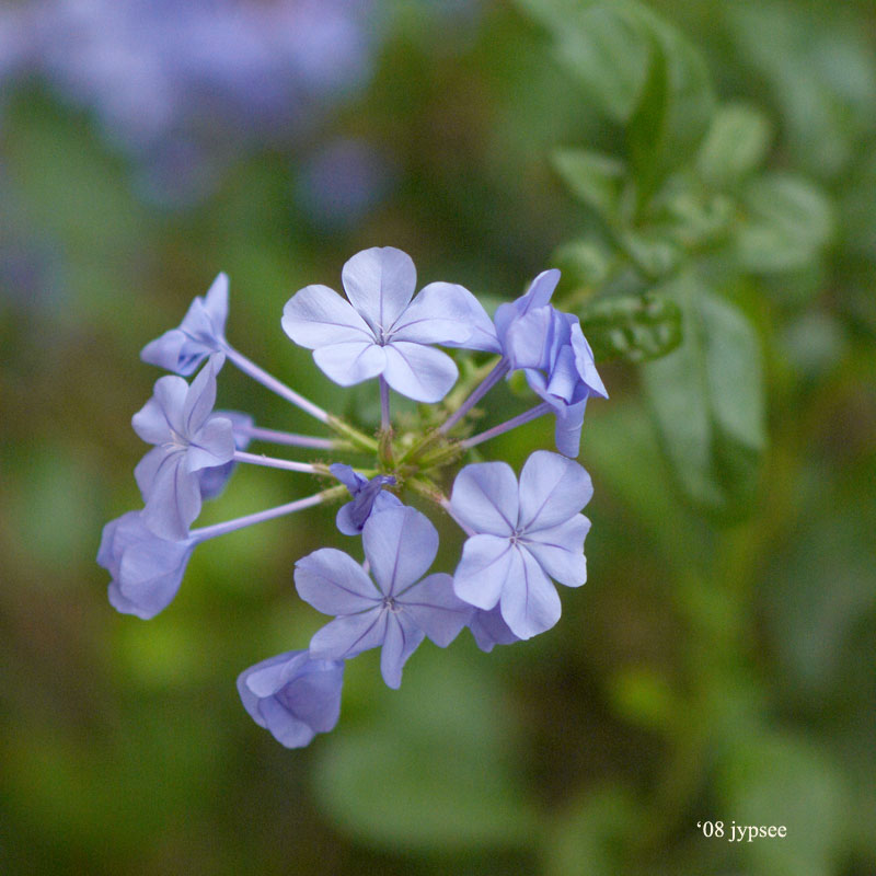 pumbago blossom