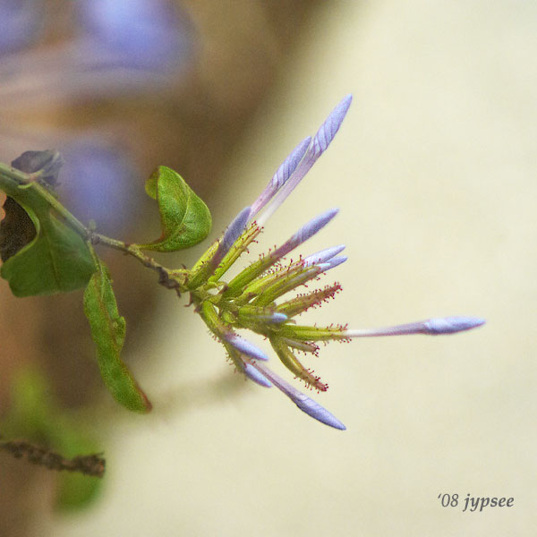 furled plumbago blossom number 2