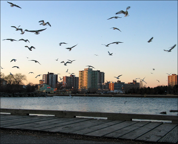 Gulls over the Harbour board walk