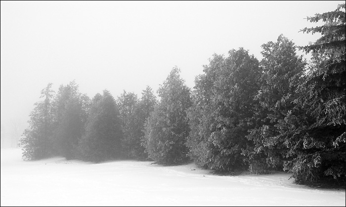 Evergreens in fog
