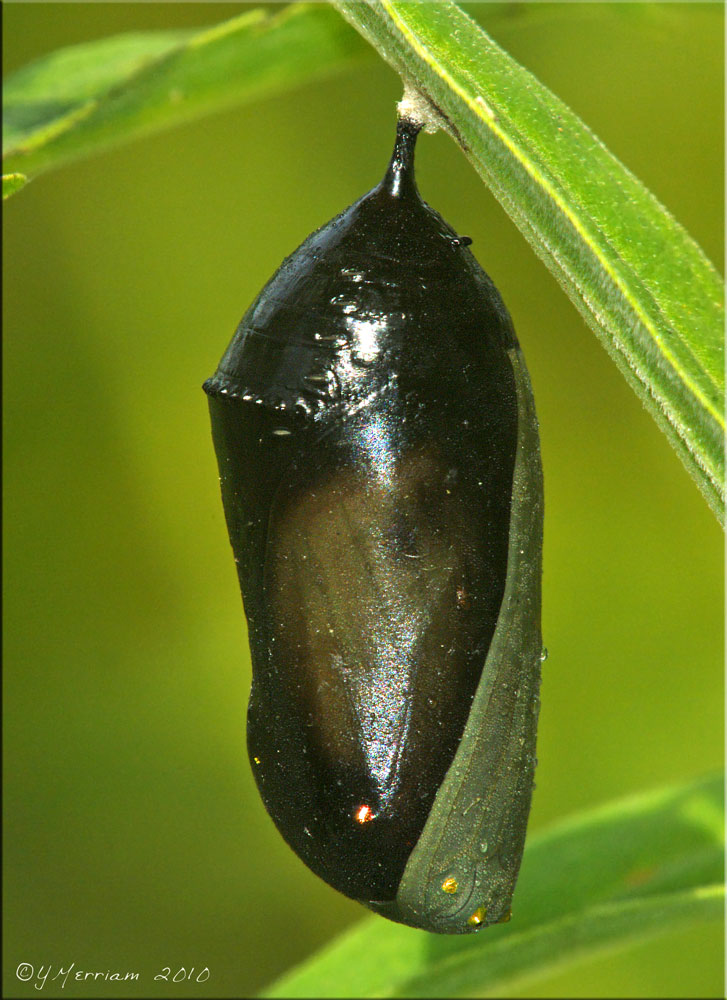 Monarch Chrysalis