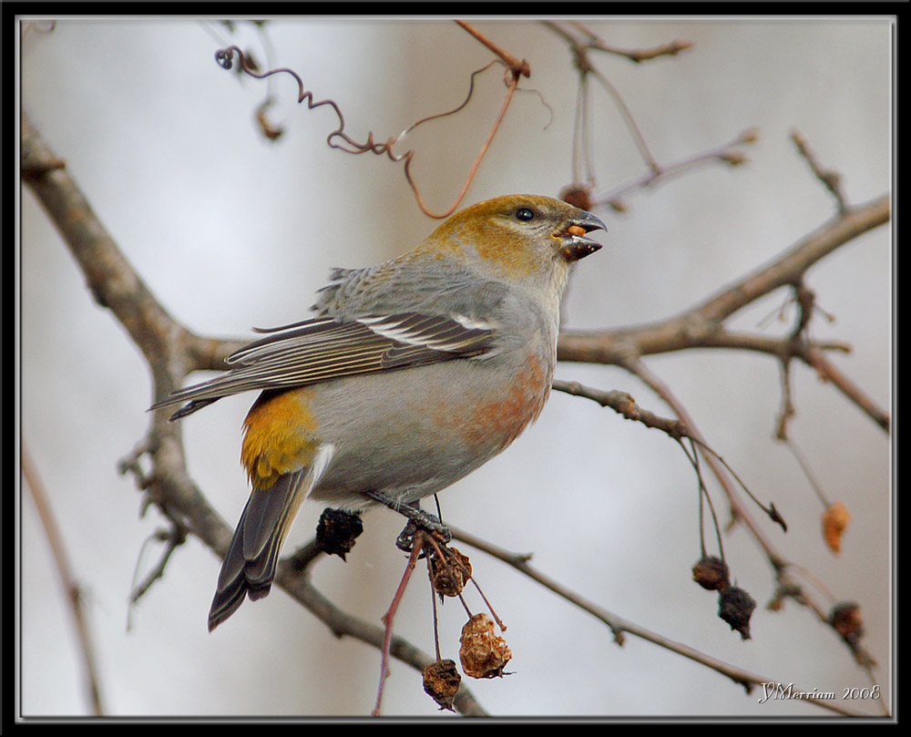 Immature Male Pine Grosbeak