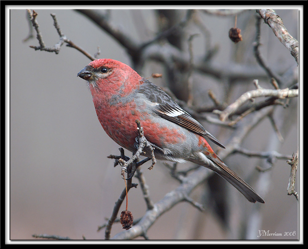 Pine Grosbeak Male