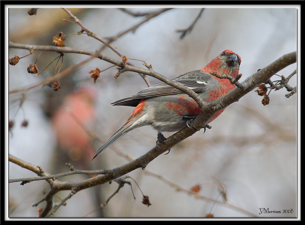 Two Males