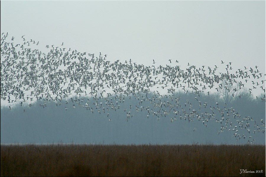 Persistent Squalls