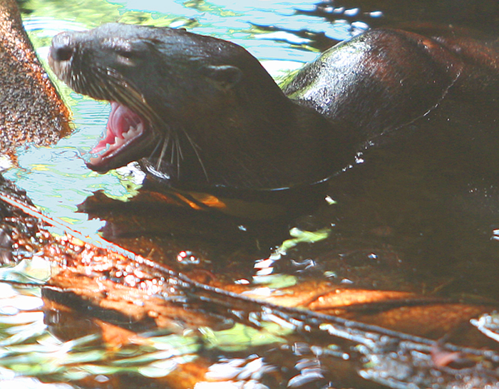 Mr. Otter takes a yawn - Look at those Hangers !
