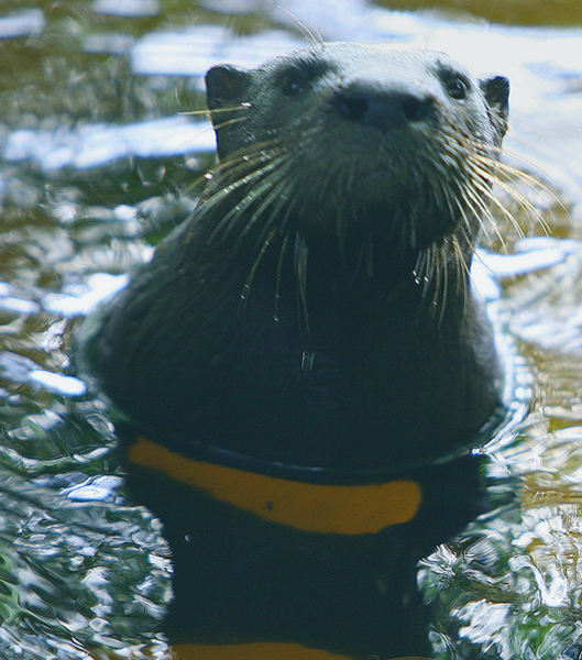 Mr. Otter trying to make friends ! probably with the fish to :-(