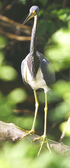 Tri-Colored Heron waiting.