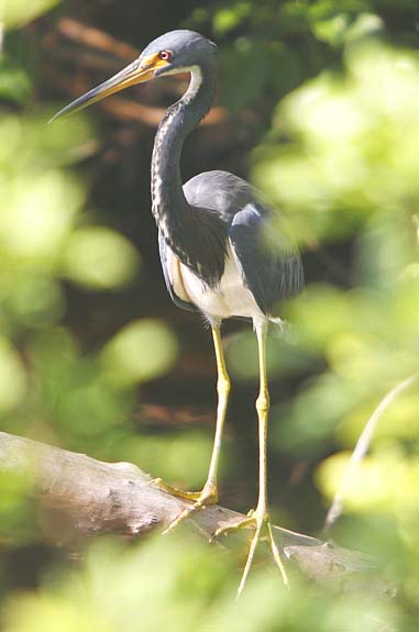 Tri-Colored Heron still waiting