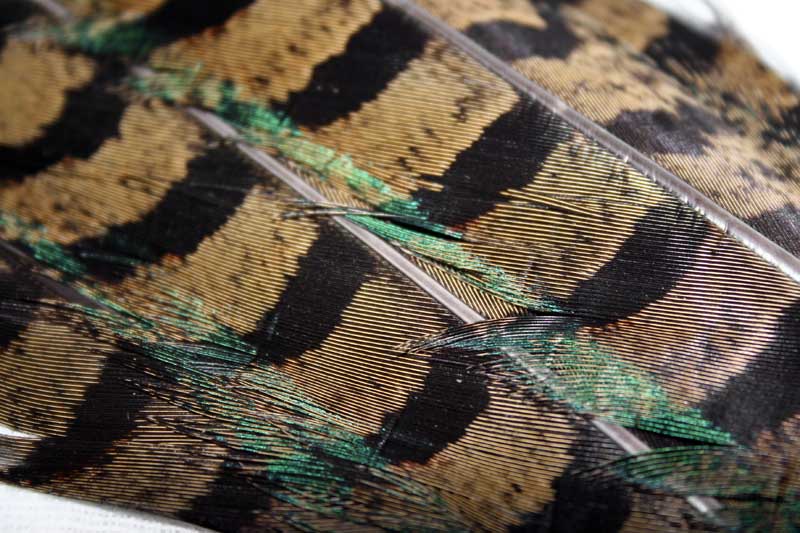 Male pheasant tail feathers