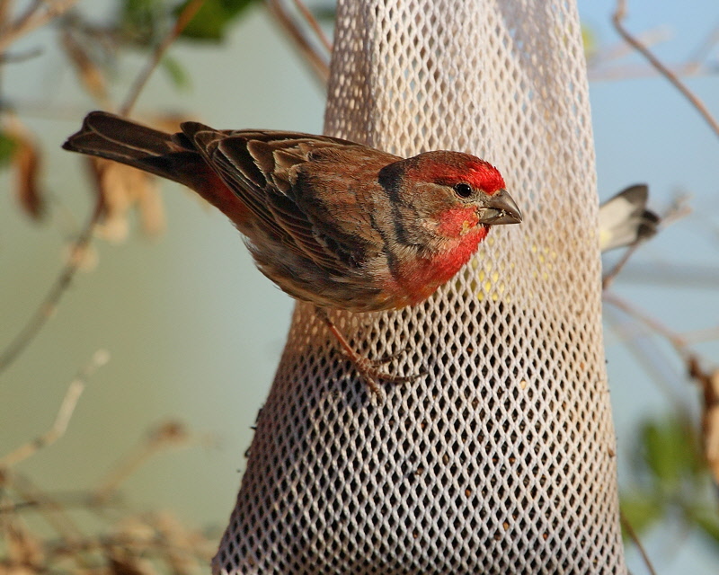 House Finch (3883)