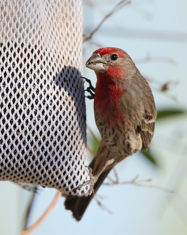 House Finch (3967)