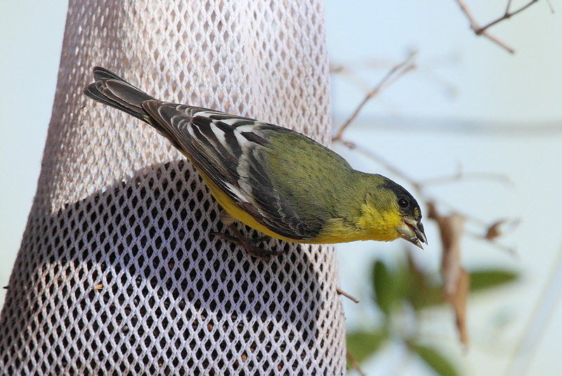 Lesser Goldfinch (4007)