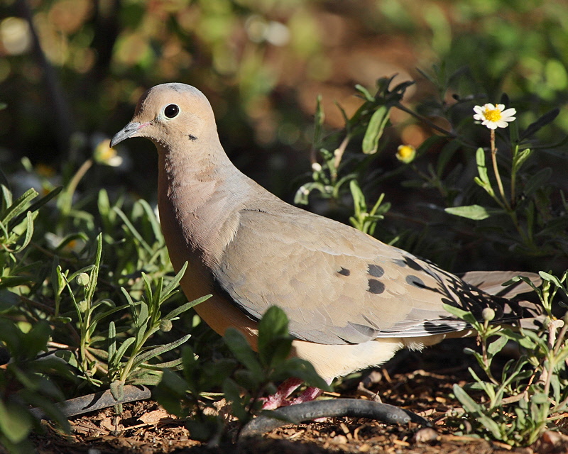 Mourning Dove (3953)
