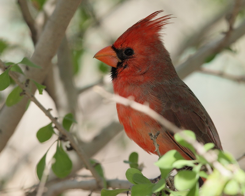 Cardinal (4282).jpg