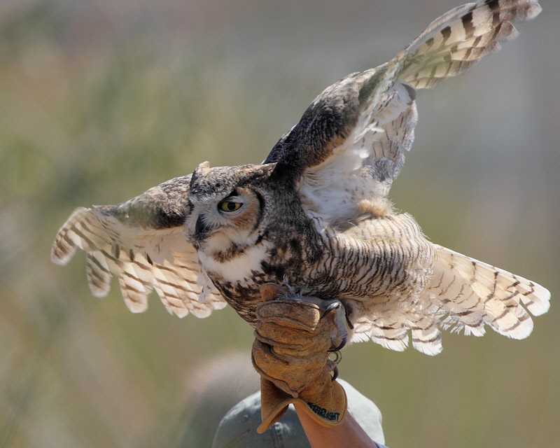 Horned Owl (4038).jpg