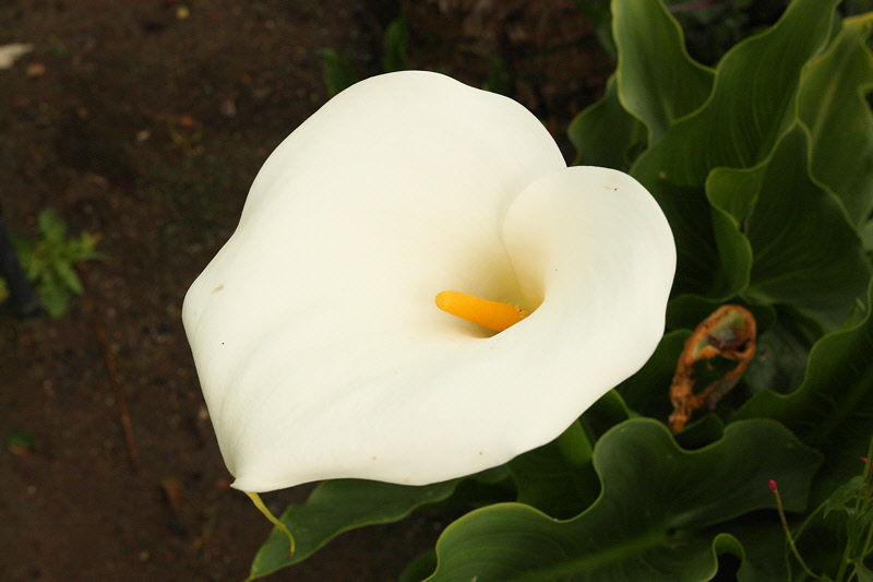 Calla Lily on W Side (6088)