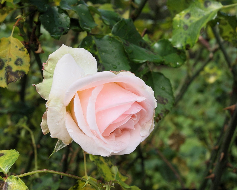 6091 - Rose Garden Rose