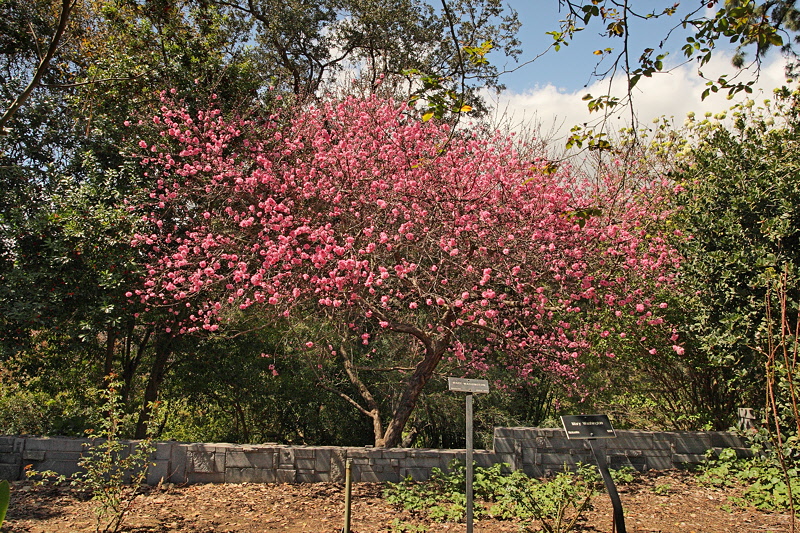 6109 - Spring Flowers Everywhere