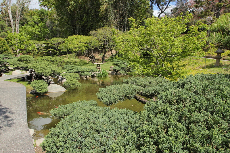 6115 - Pond in Japanese Garden