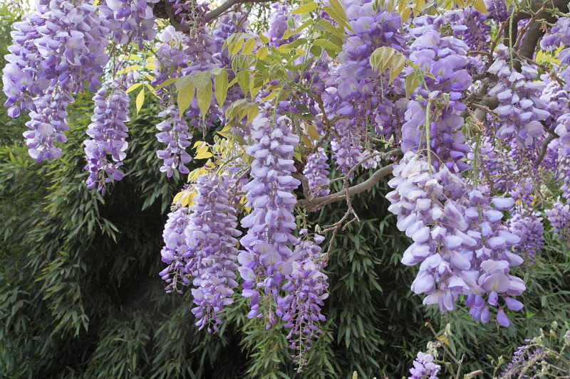 6122 - Wisteria in Bloom
