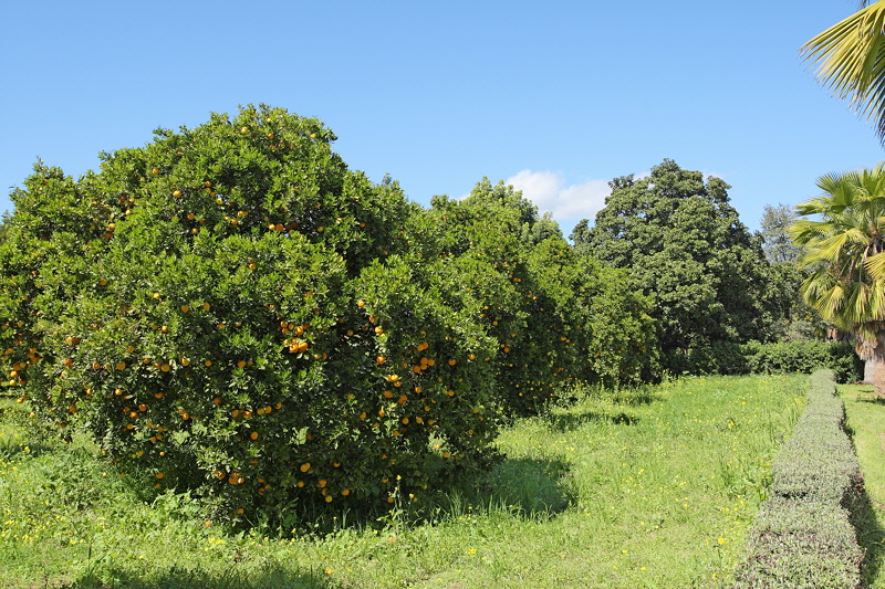 6142 - Orange Grove