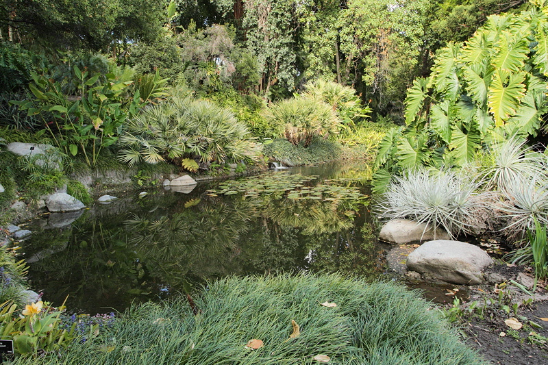 6147 - Lily Pond