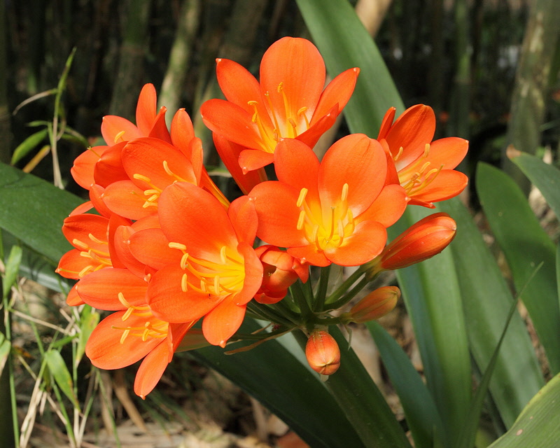 6149 - Clivia Flowers