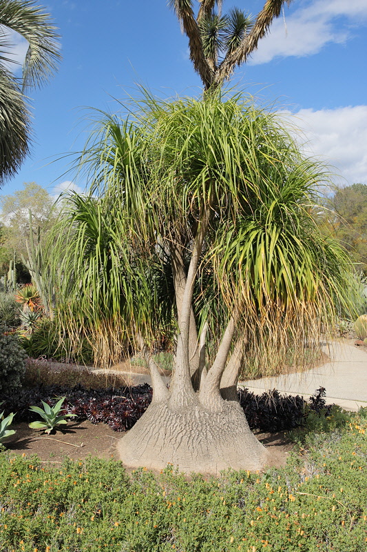6152 - Bottle (or Ponytail) Palm