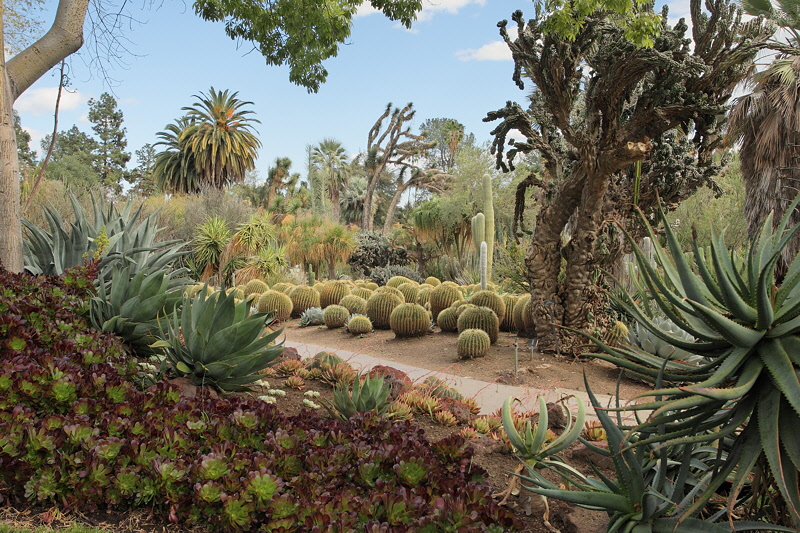 6153 - Cactus Garden
