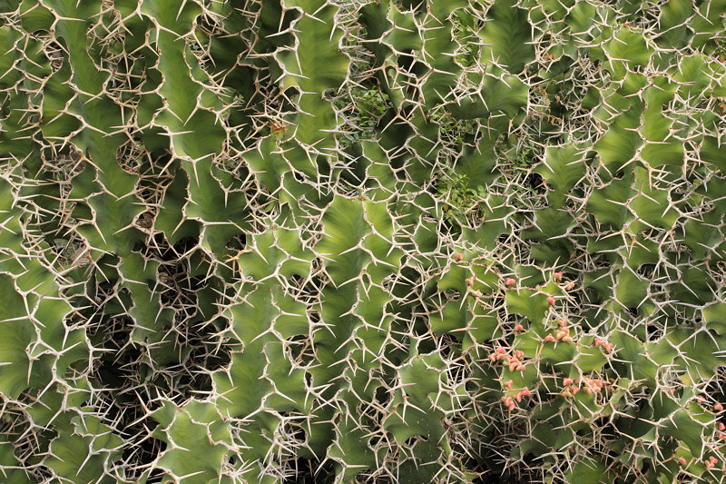 6155 - Euphorbia