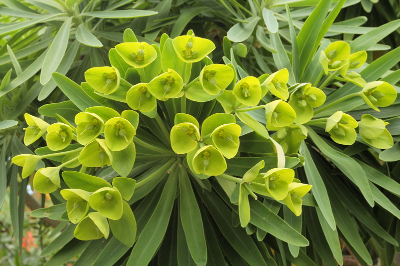 6156 - Unusual Green Flowers