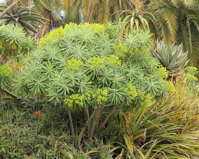 6157 - Unknown Tree