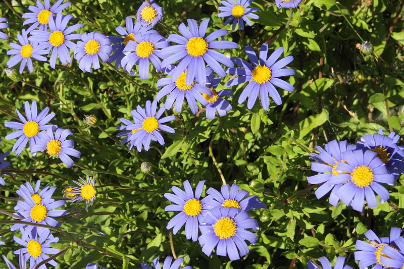 Blue Daisies (6169)