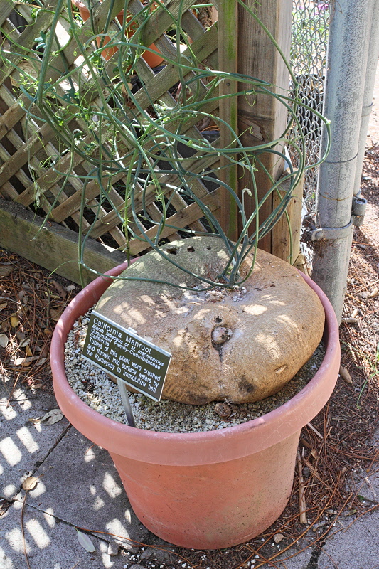 California Manroot (6190)