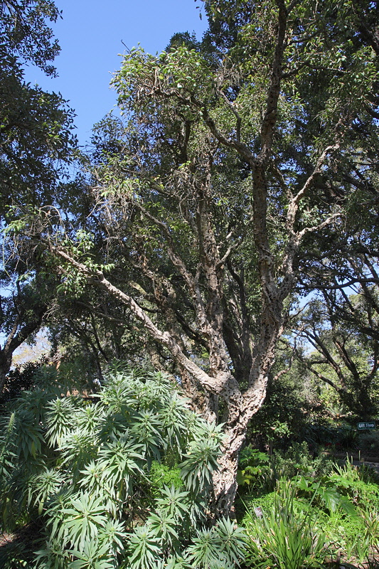 Cork Tree (6191)