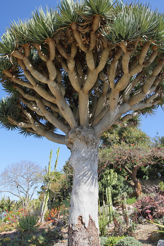 Dragon Tree (6189)