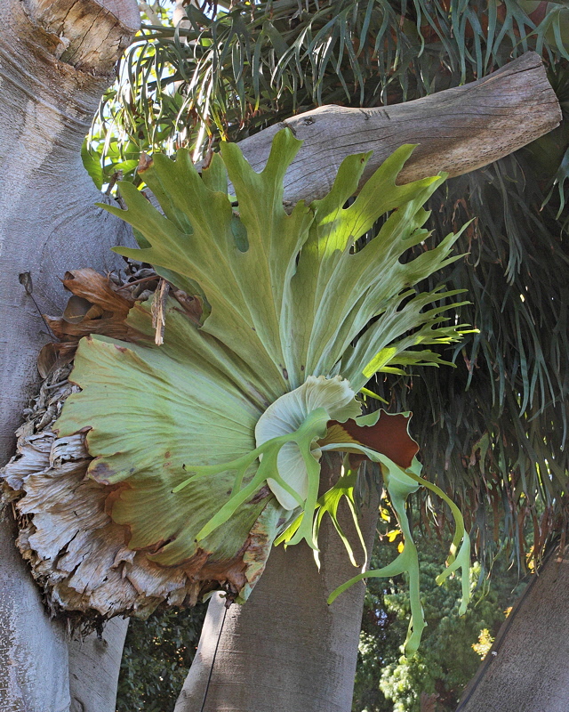 Staghorn Fern (6185)