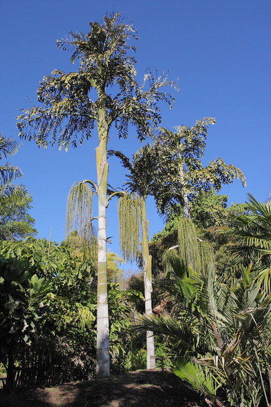 Unknown Tree (6164)